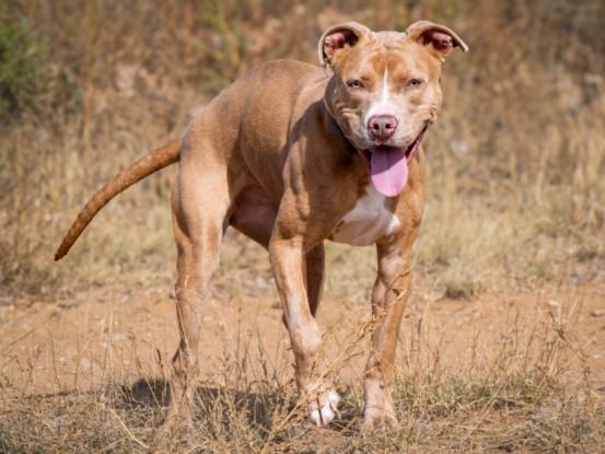 Enlarge POLLY, a Adoptable Mixed Breed in Santa Fe, NM image 1/1