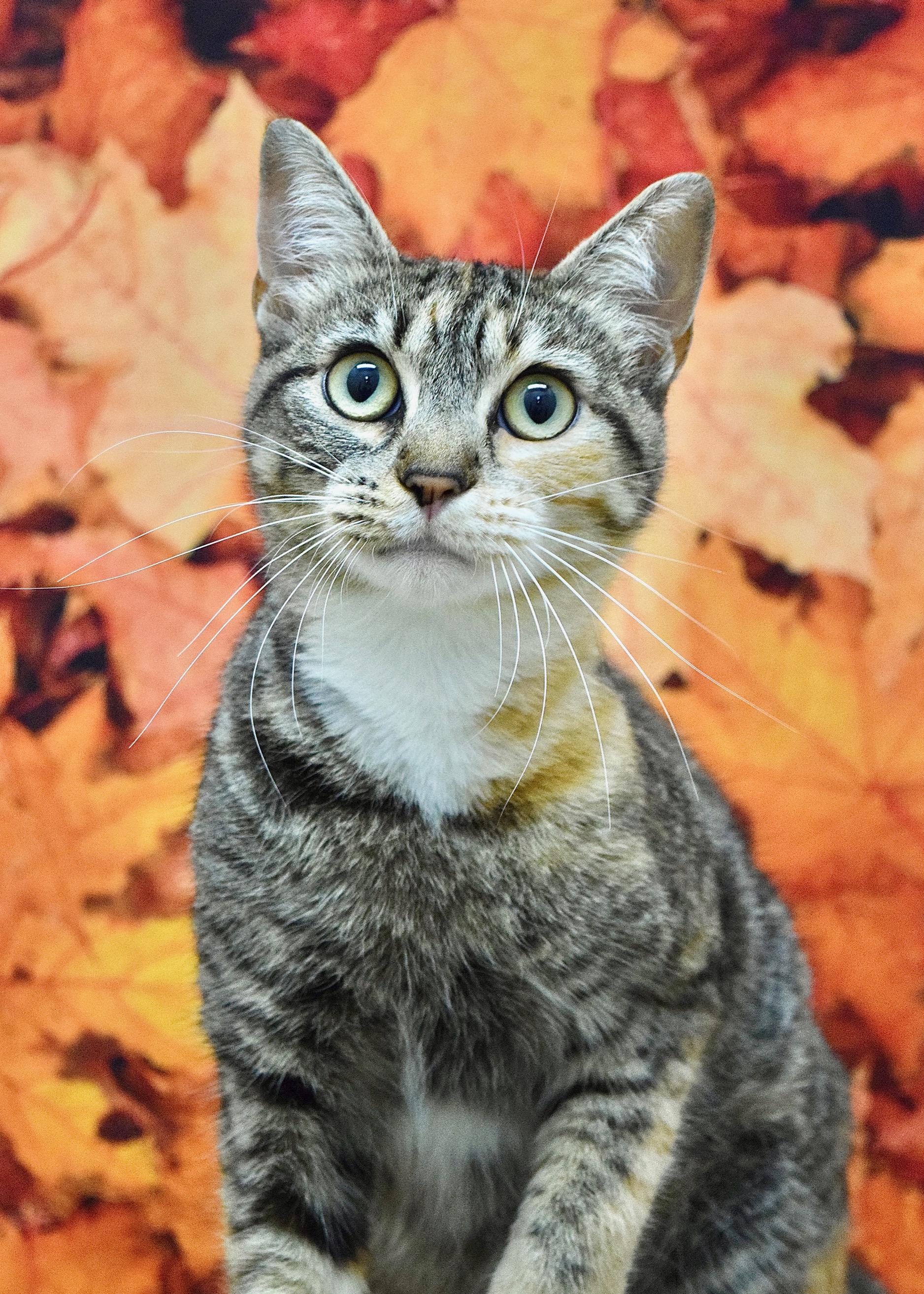 Cindy, Adoptable, Young Female Domestic Short Hair.