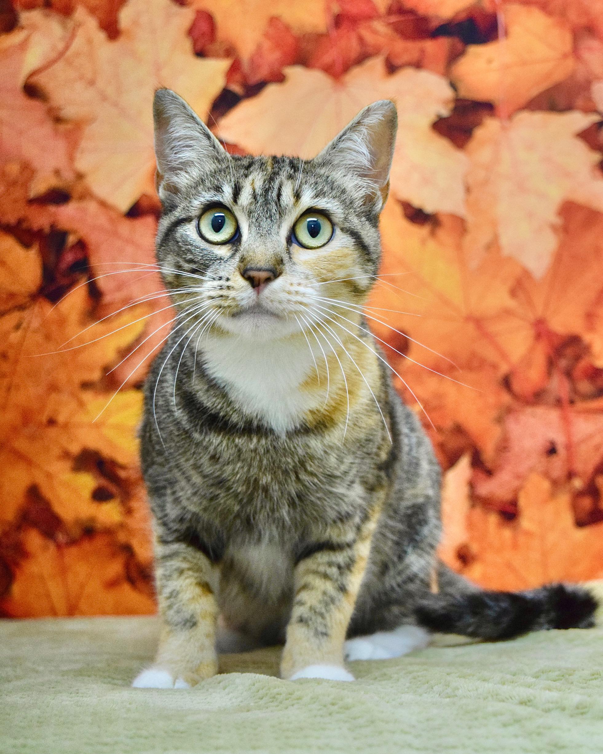 Enlarge Cindy, a Adoptable Domestic Short Hair in Dublin, CA image 2/2