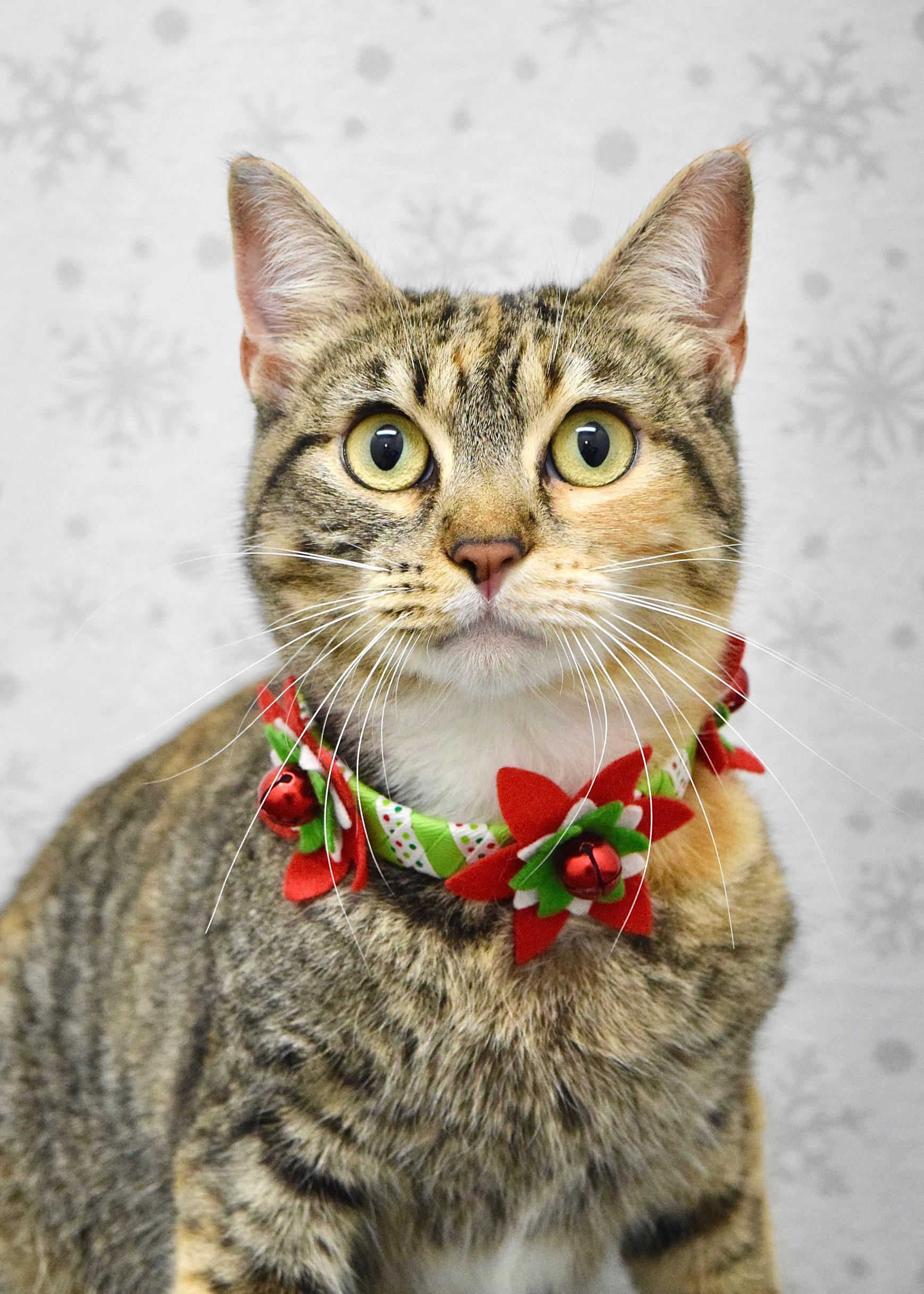Cindy, Adoptable, Young Female Domestic Short Hair.