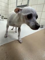 Enlarge Gidget, an adopted mixed breed in Boerne, TX image 1/1