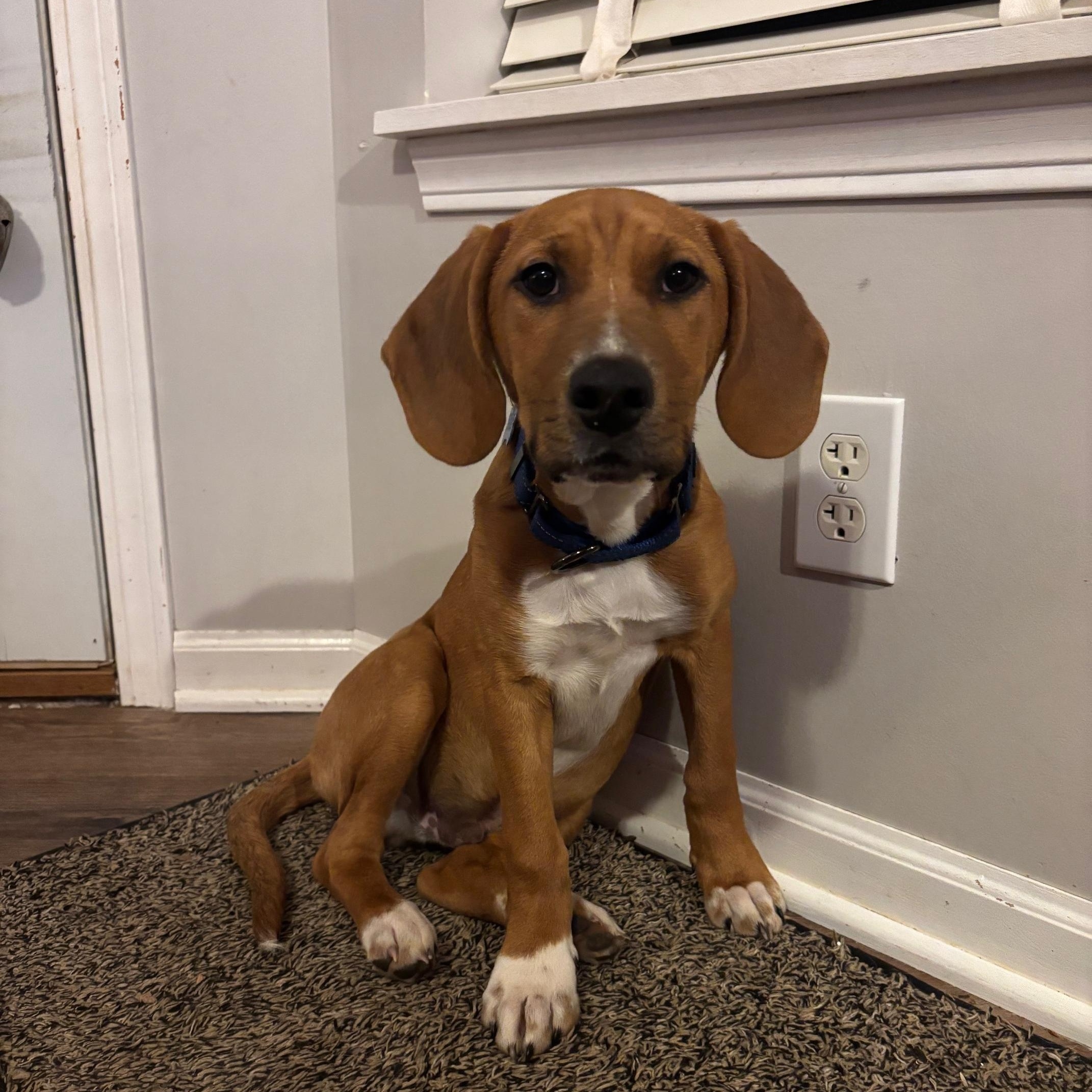 Max, ADOPTABLE, Young Male Labrador Retriever & Redbone Coonhound.
