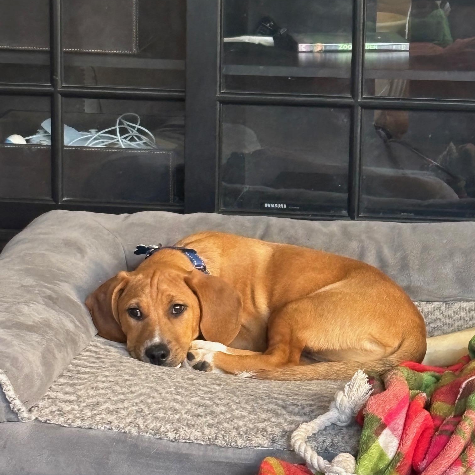 Enlarge Max, a ADOPTABLE mixed breed in Plainfield, IL image 2/5