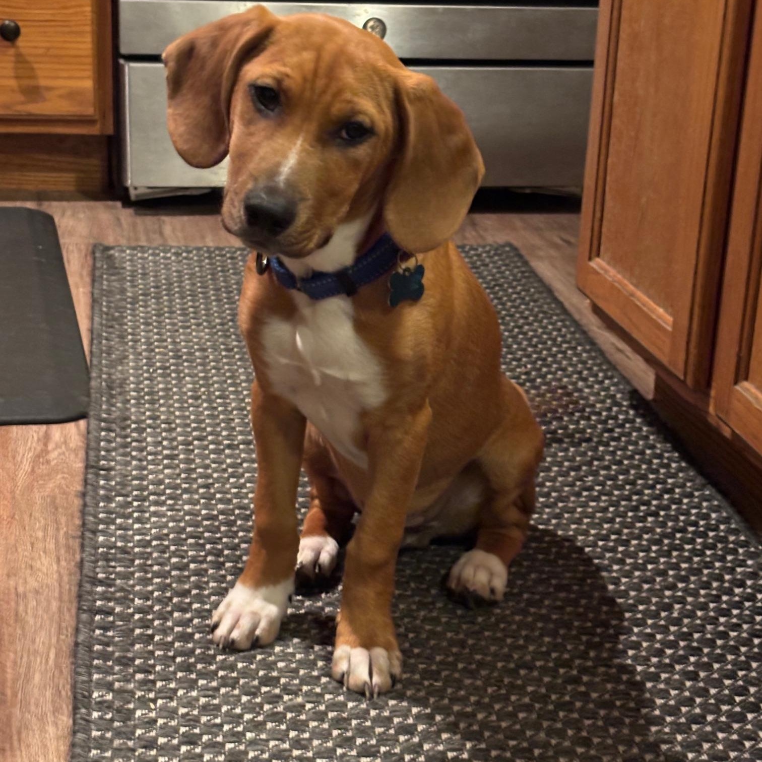 Enlarge Max, a ADOPTABLE mixed breed in Plainfield, IL image 5/5