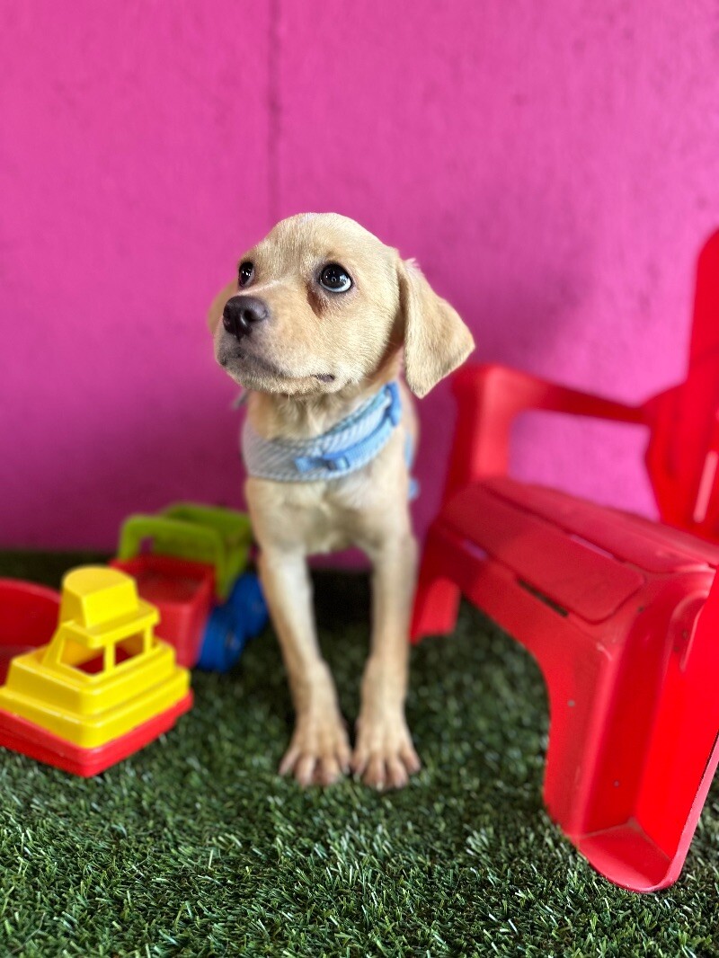 Dog for adoption Adam, a Pug & Yellow Labrador Retriever Mix in