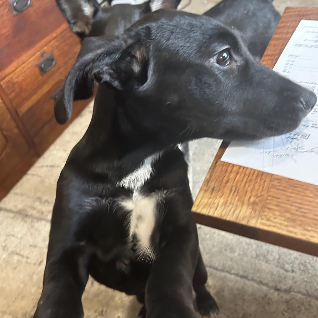 Contour, Adoptable, Puppy Female Mixed Breed.