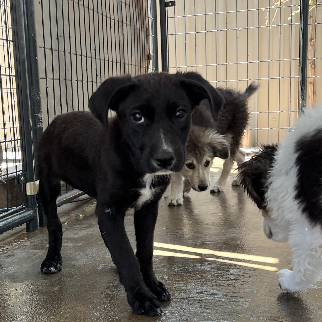 Enlarge Contour, a Adoptable Mixed Breed in Moab, UT image 2/6