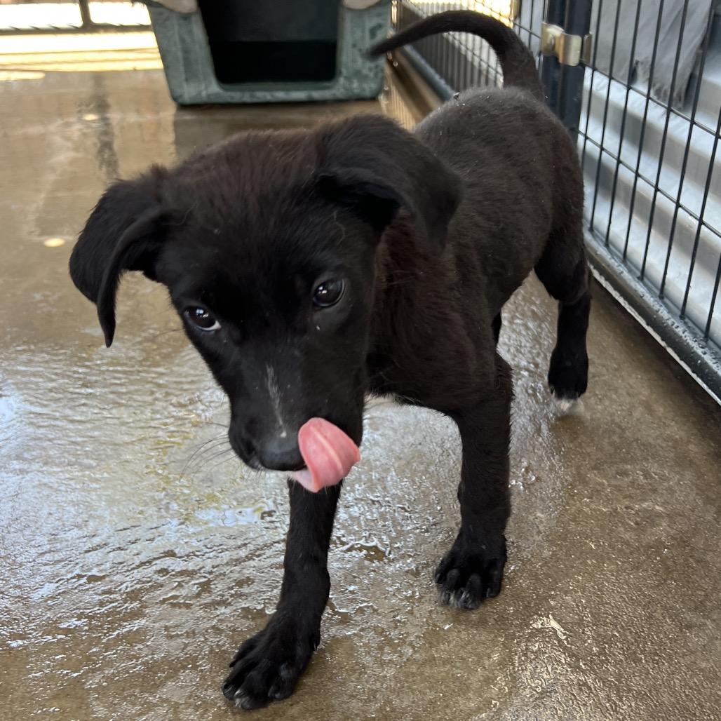 Enlarge Contour, a Adoptable Mixed Breed in Moab, UT image 3/6