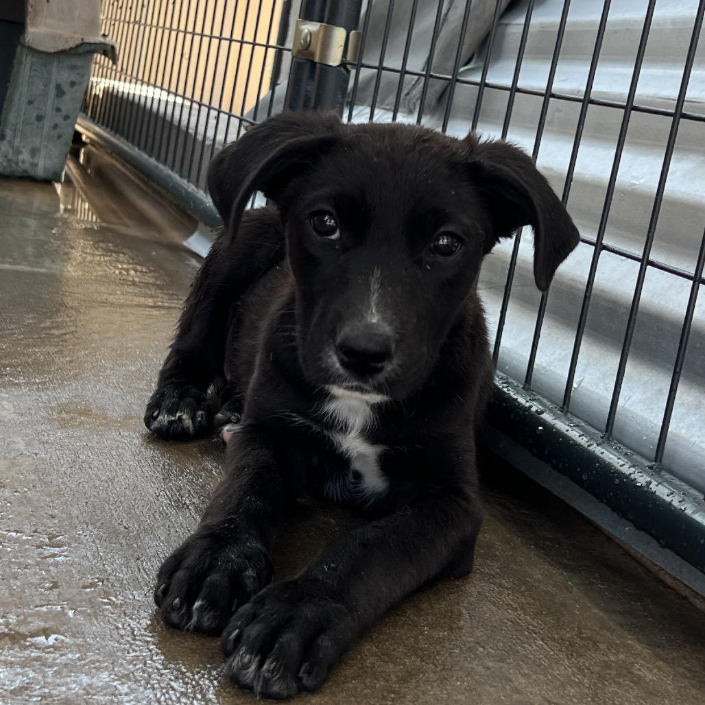 Enlarge Contour, a Adoptable Mixed Breed in Moab, UT image 5/6