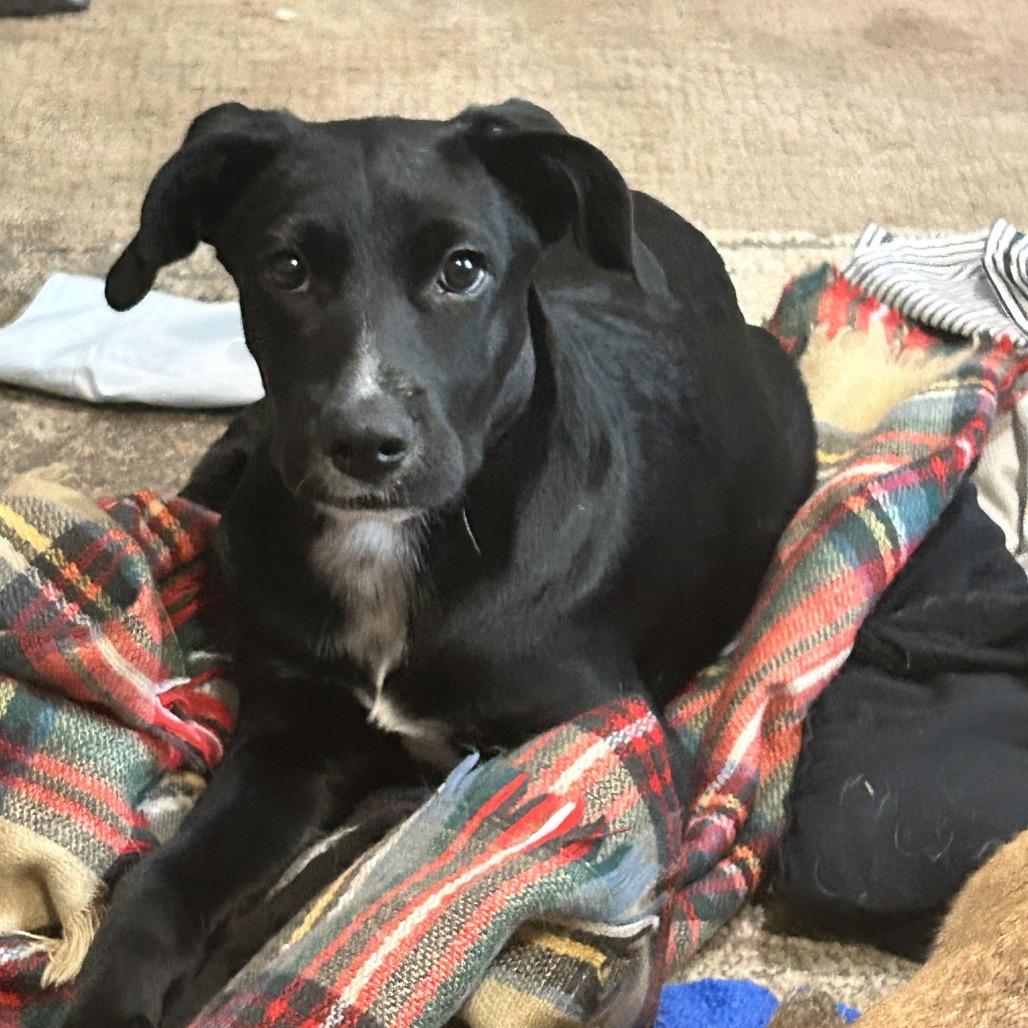 Enlarge Contour, a Adoptable Mixed Breed in Moab, UT image 6/6