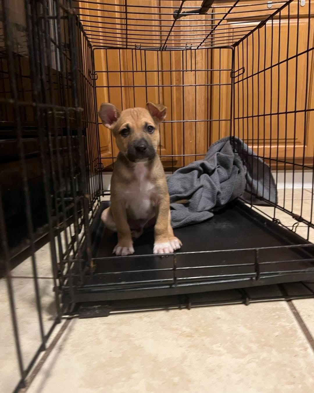 Garth, ADOPTABLE, Puppy Male Pit Bull Terrier.