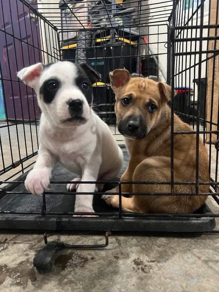 Garth, a ADOPTABLE mixed breed in Youngstown, OH image 2/2