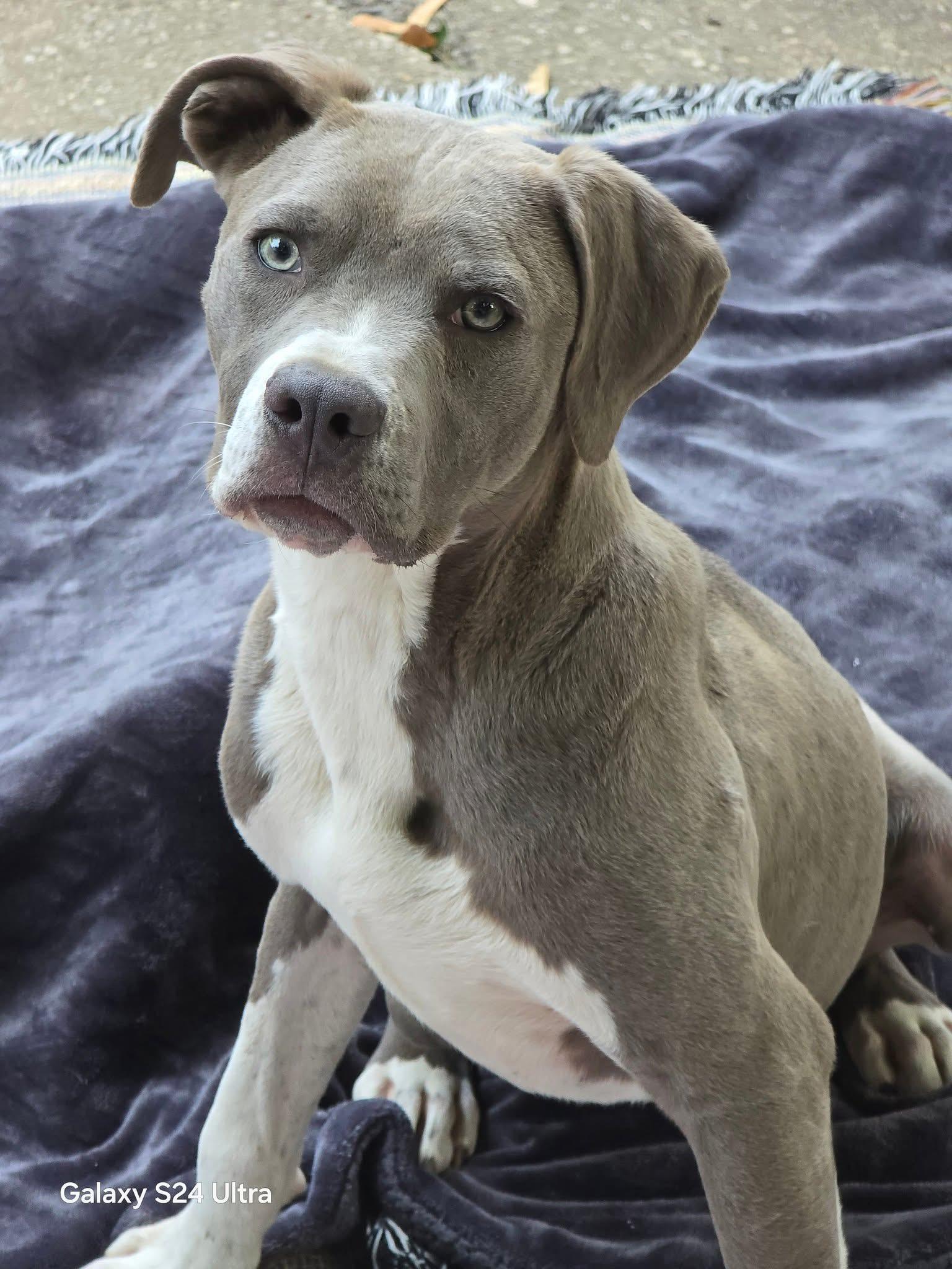Mojo