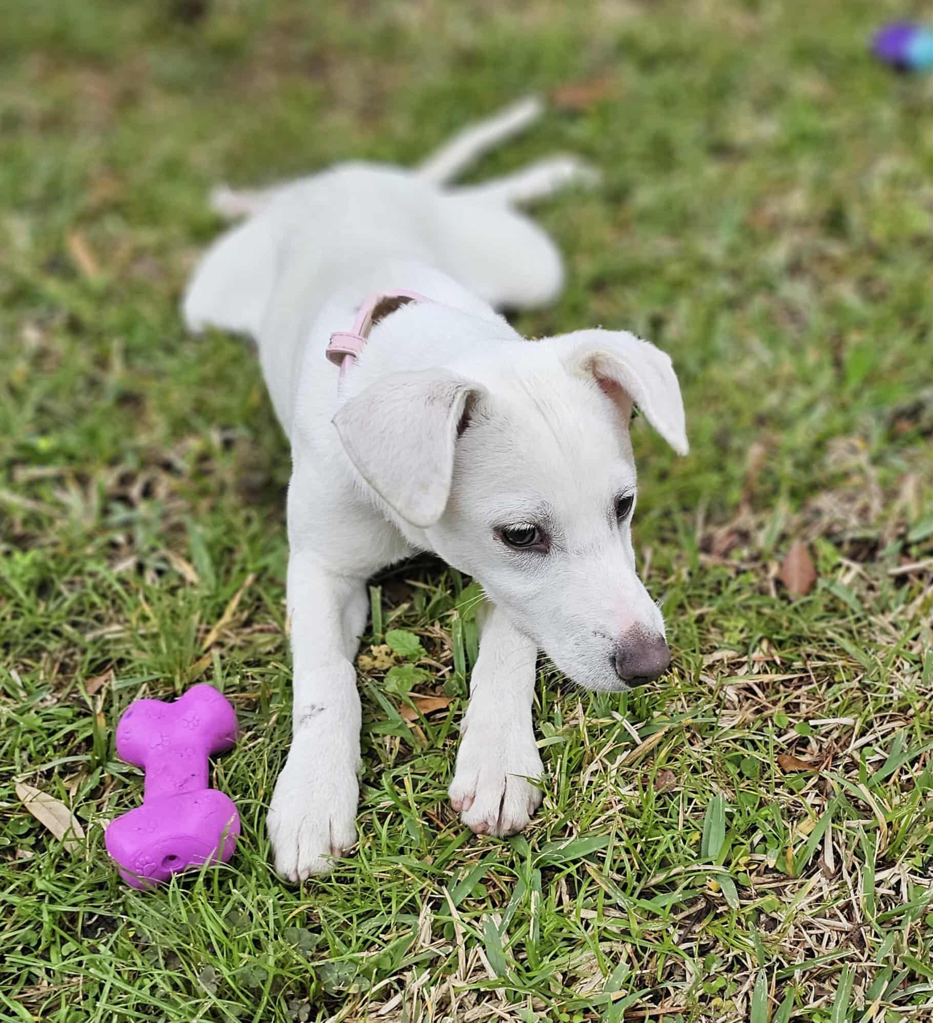 Tutti, adopted, Puppy Female Chihuahua & Whippet.
