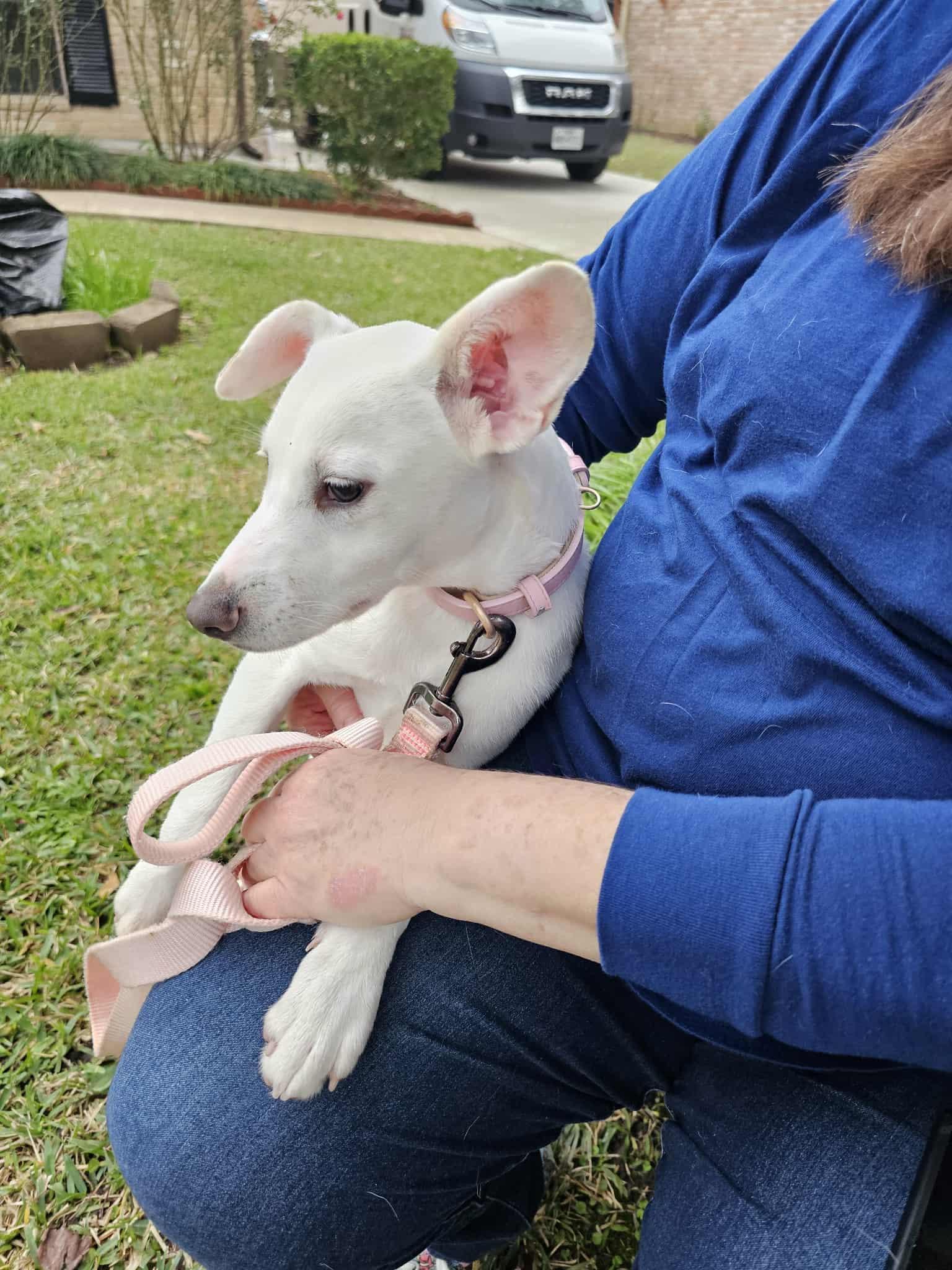 Enlarge Tutti, a Adoptable mixed breed in COVINGTON, WA image 5/5