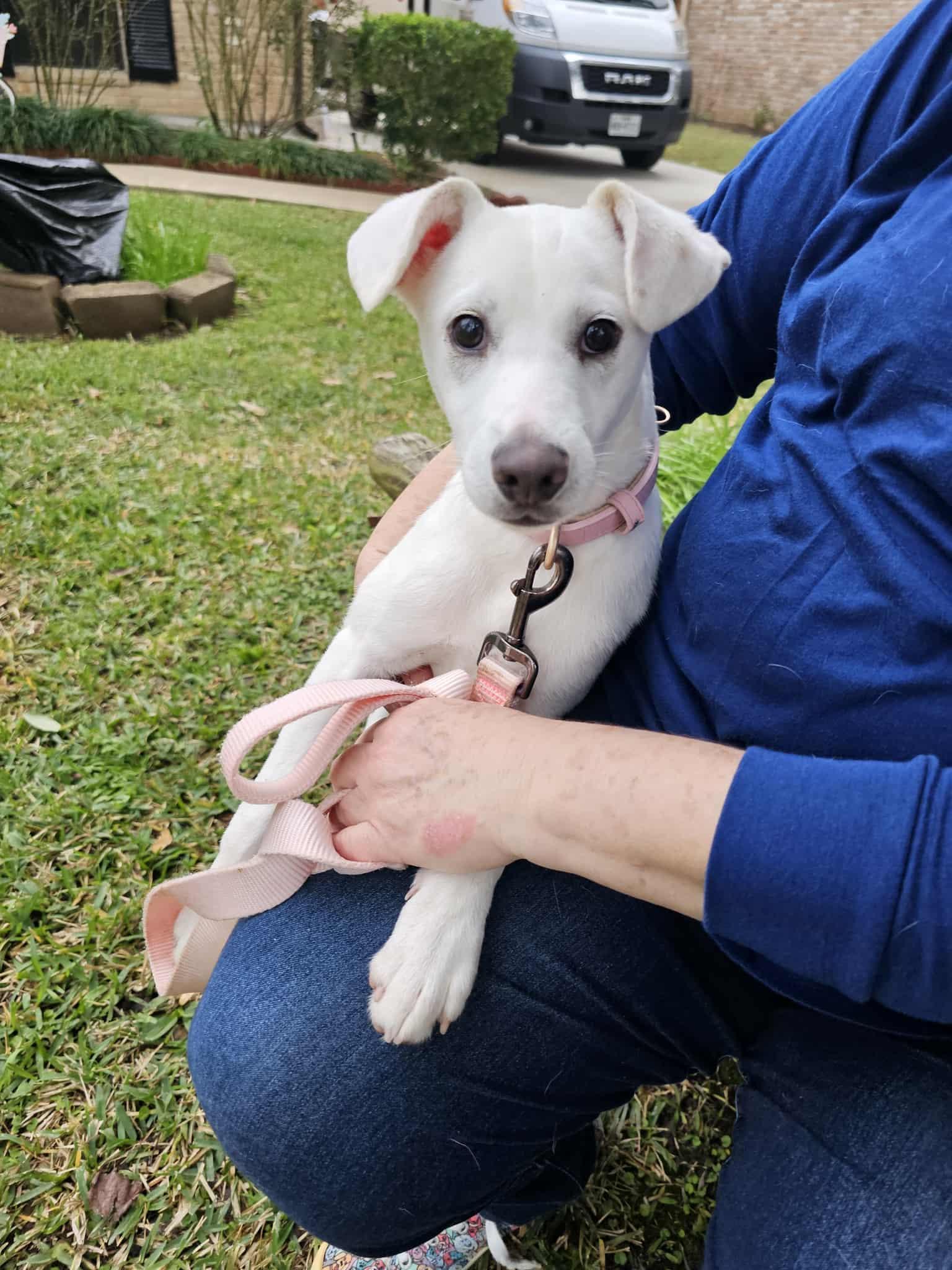 Tutti, Adoptable, Puppy Female Chihuahua & Whippet.
