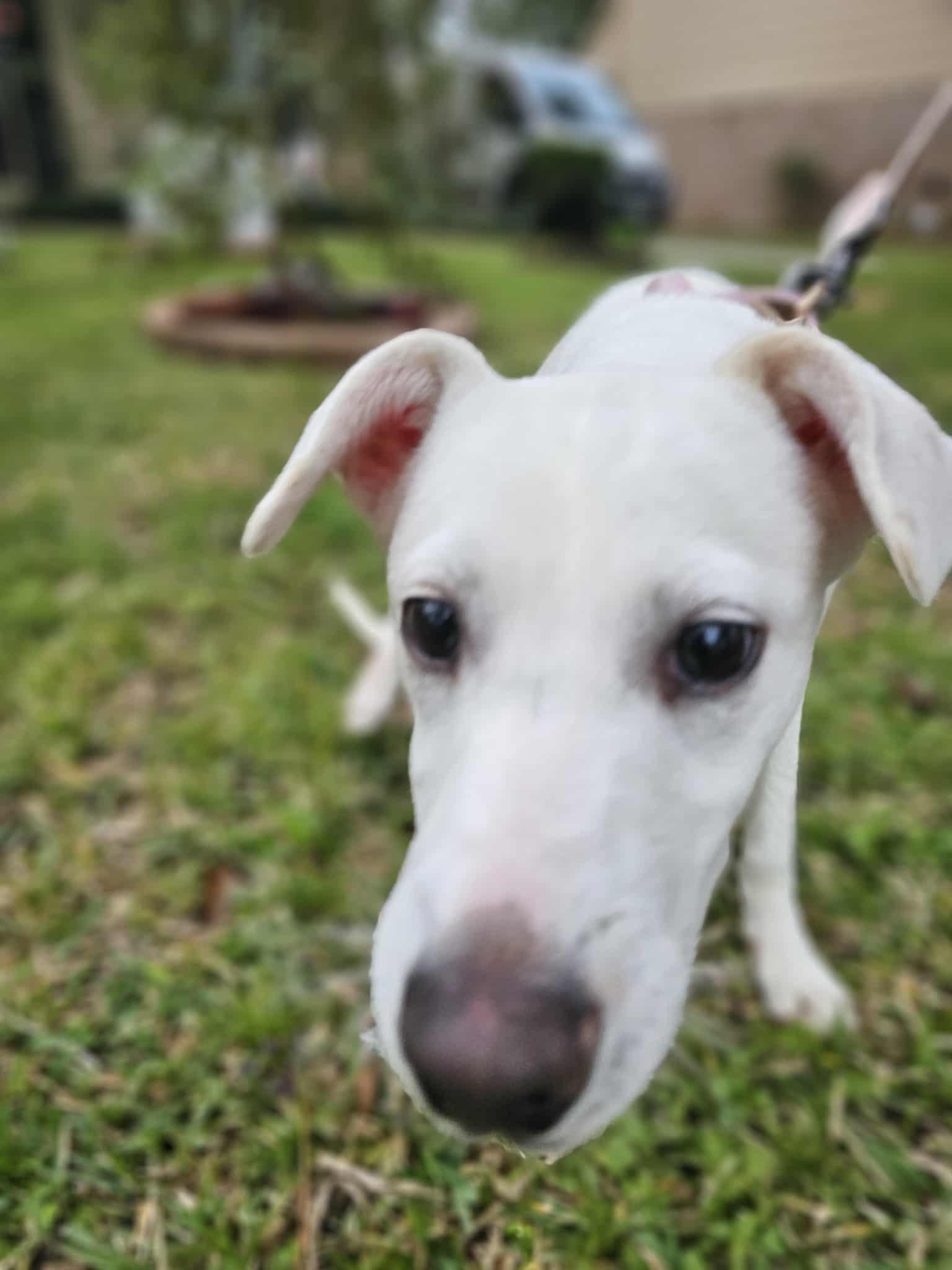 Enlarge Tutti, a Adoptable mixed breed in COVINGTON, WA image 3/5