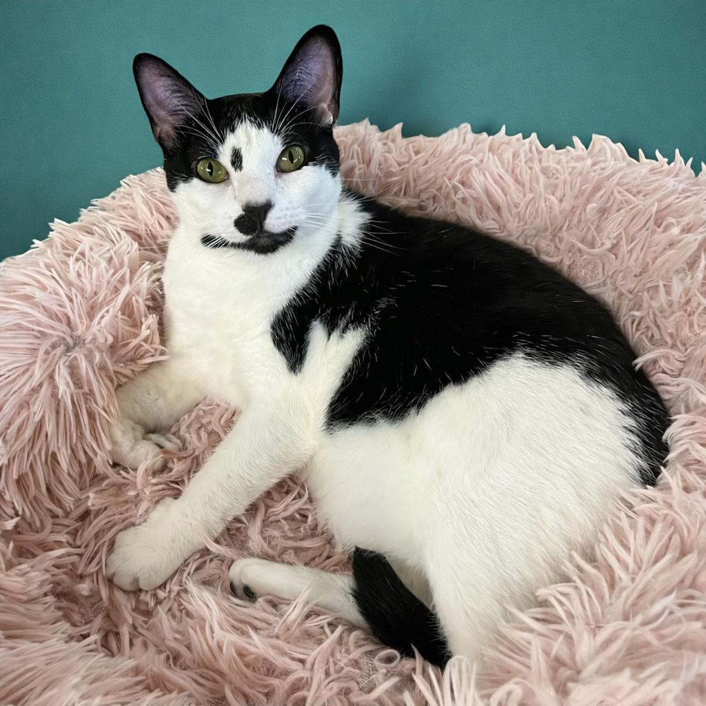 Enlarge Twylite – Gentle, Loving, and Hoping to Find Her Person, a Adoptable Tuxedo in Hillsboro, TX image 1/6