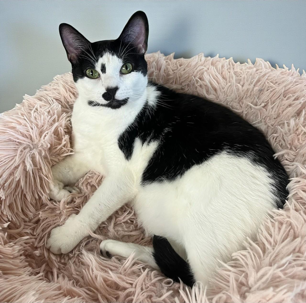 Enlarge Twylite-A Soft Spoken Tuxedo Looking for "Her" Person, a Adoptable Tuxedo in Hillsboro, TX image 2/6