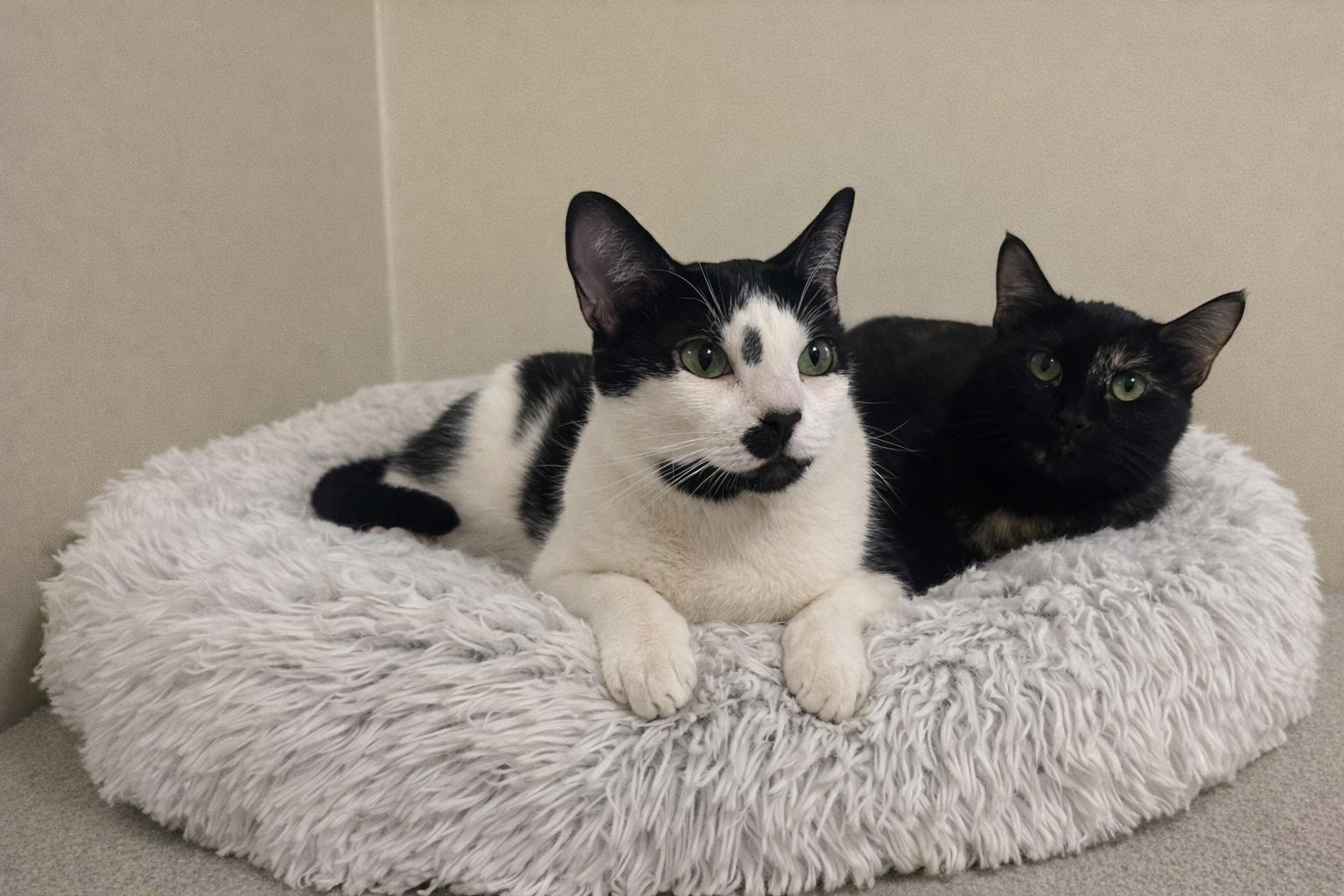 Enlarge Twylite-A Soft Spoken Tuxedo Looking for "Her" Person, a Adoptable Tuxedo in Hillsboro, TX image 5/6