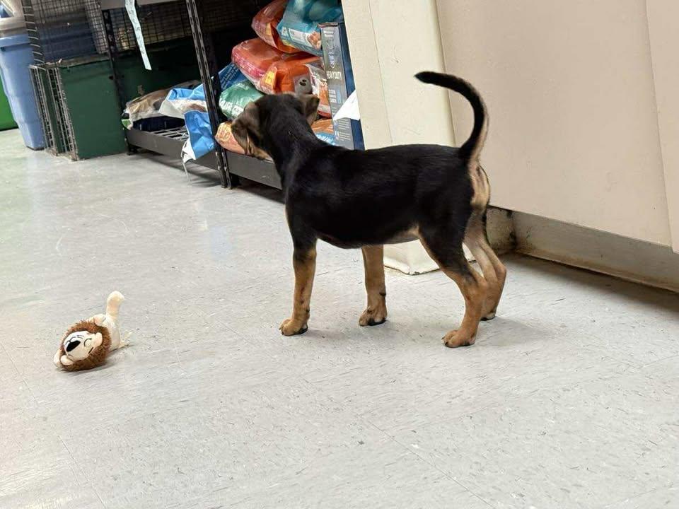 Layla, an adoptable Puggle, Chihuahua in Murray, KY, 42071 | Photo Image 3