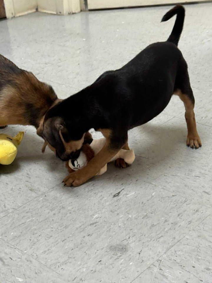 Layla, an adoptable Puggle, Chihuahua in Murray, KY, 42071 | Photo Image 5