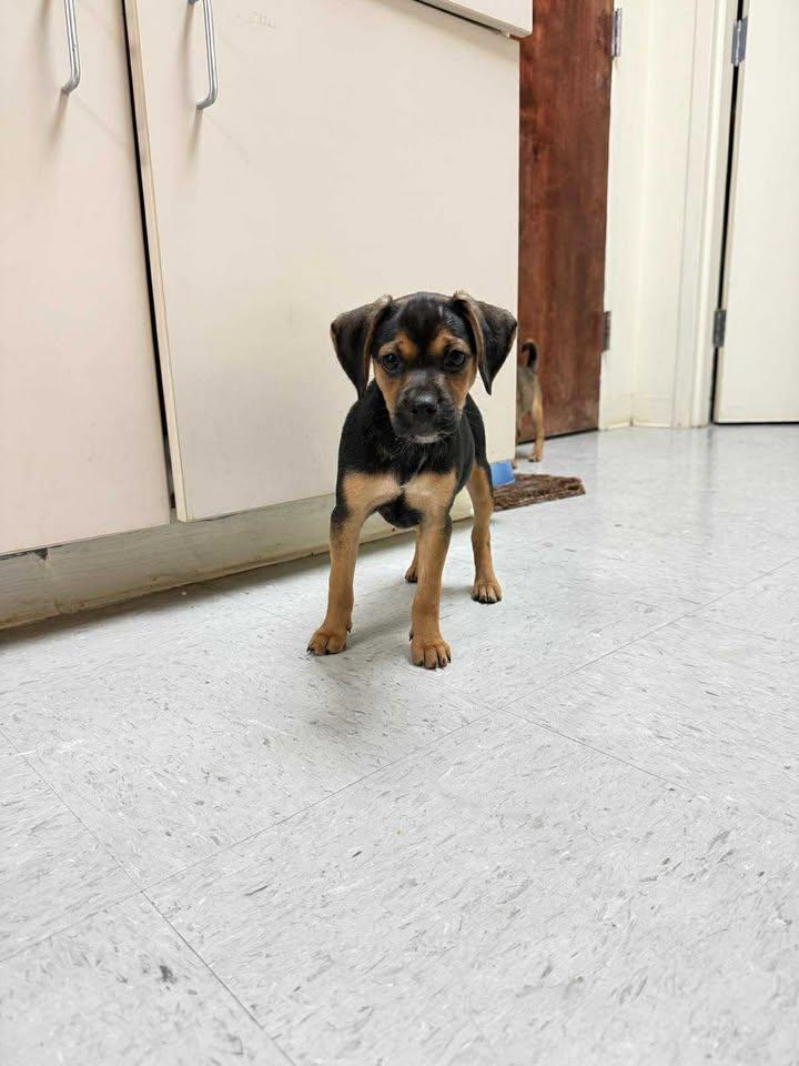 Layla, an adoptable Puggle, Chihuahua in Murray, KY, 42071 | Photo Image 2