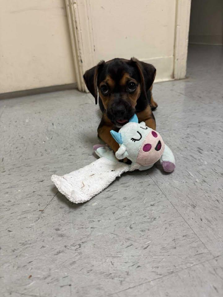 Layla