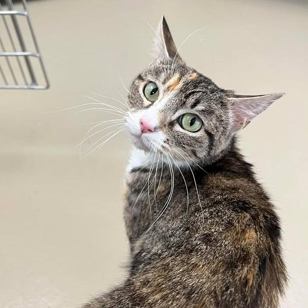 Autumn, Adoptable, Adult Female Domestic Short Hair.