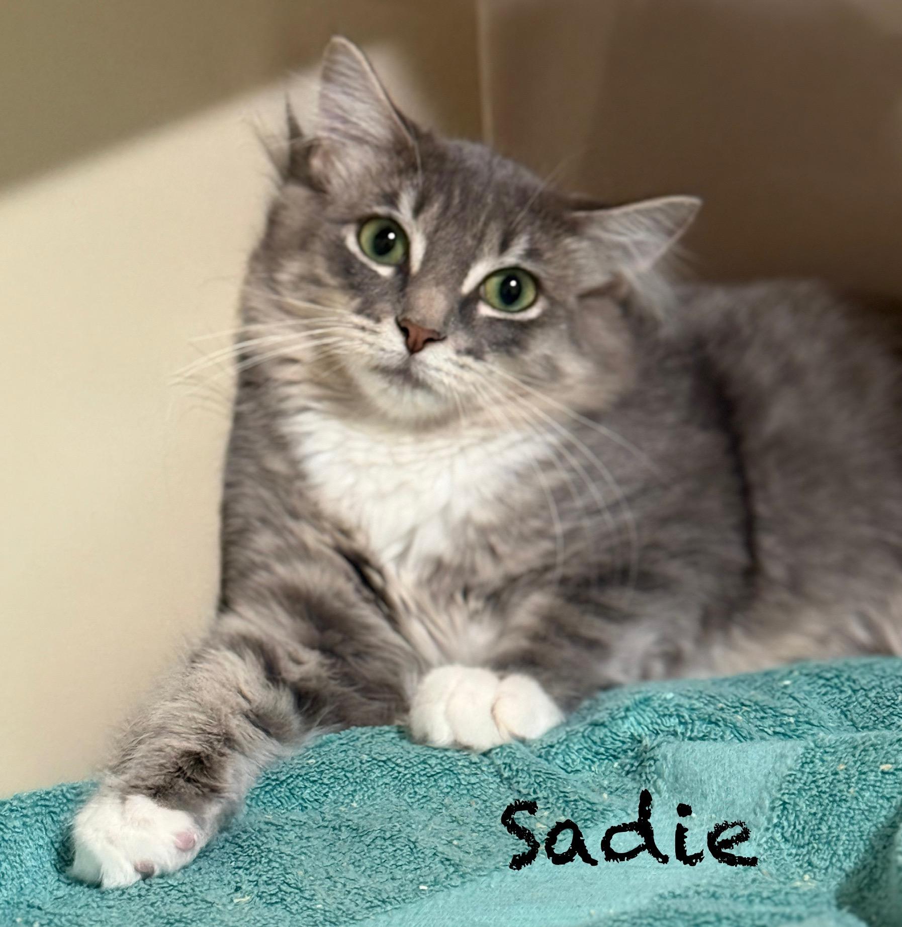 Sadie, Adoptable, Young Female Domestic Medium Hair.
