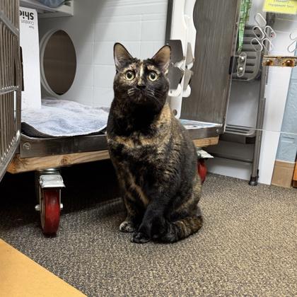 Elara, Adoptable, Kitten Female Domestic Short Hair & Domestic Short Hair.