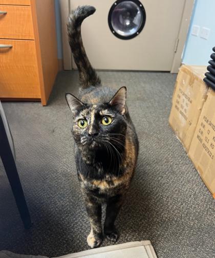 Enlarge Elara, a Adoptable mixed breed in Honolulu, HI image 2/3