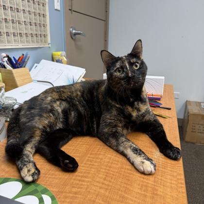 Enlarge Elara, a Adoptable mixed breed in Honolulu, HI image 3/3