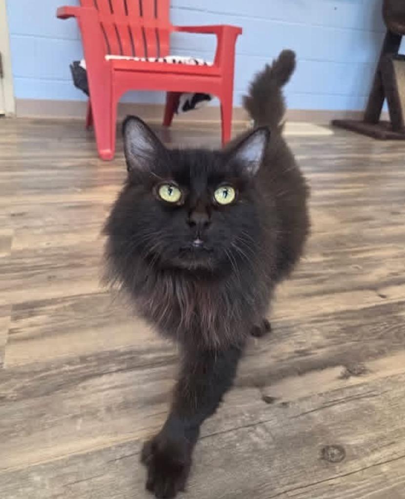 Molly, Adoptable, Adult Female Domestic Long Hair.