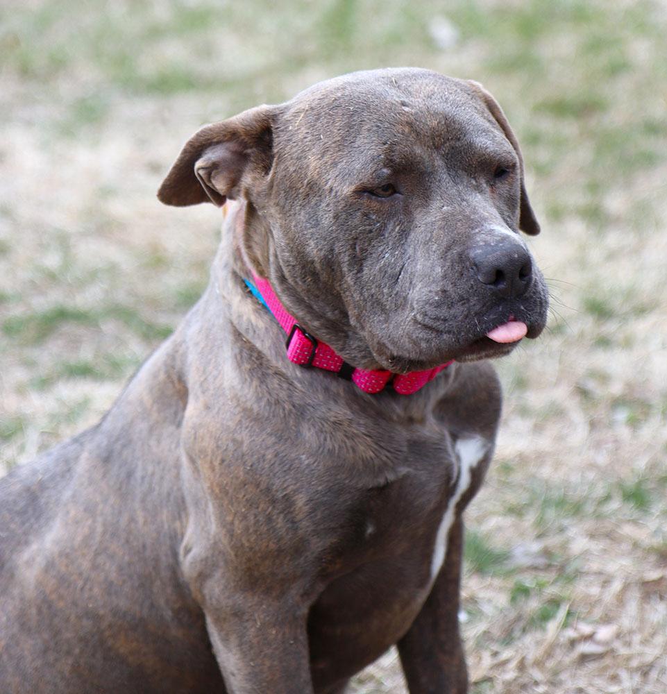 Kitty (AO35904), ADOPTABLE, Adult Female Pit Bull Terrier.