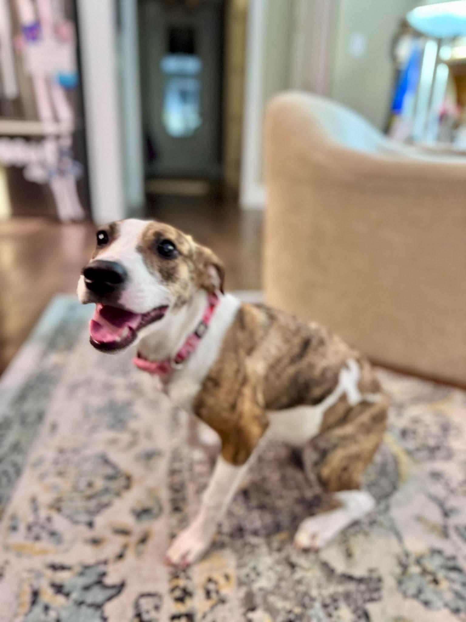 Enlarge Betsy, a Adoptable mixed breed in Wando, SC image 2/5