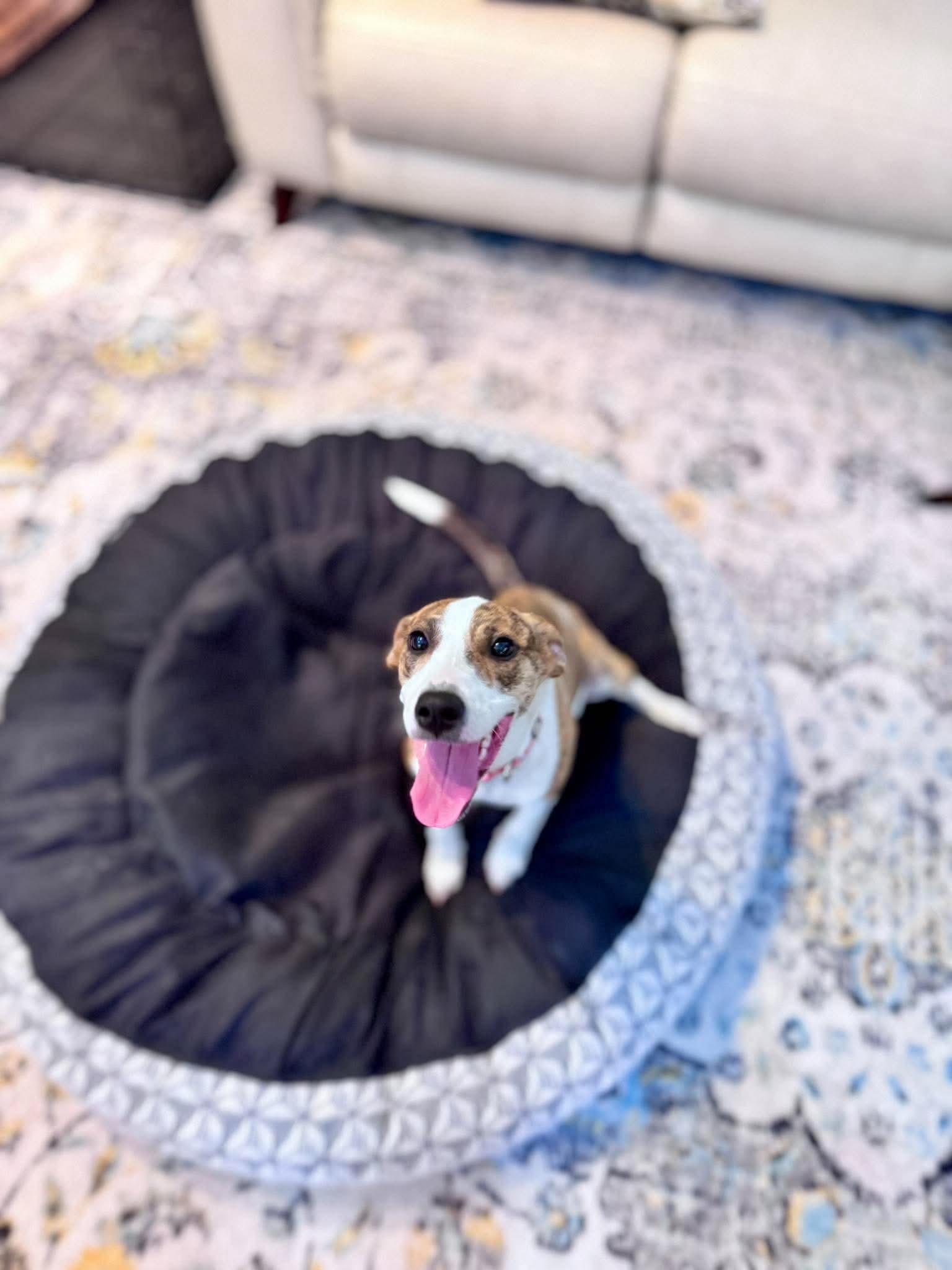 Enlarge Betsy, a Adoptable mixed breed in Wando, SC image 4/5