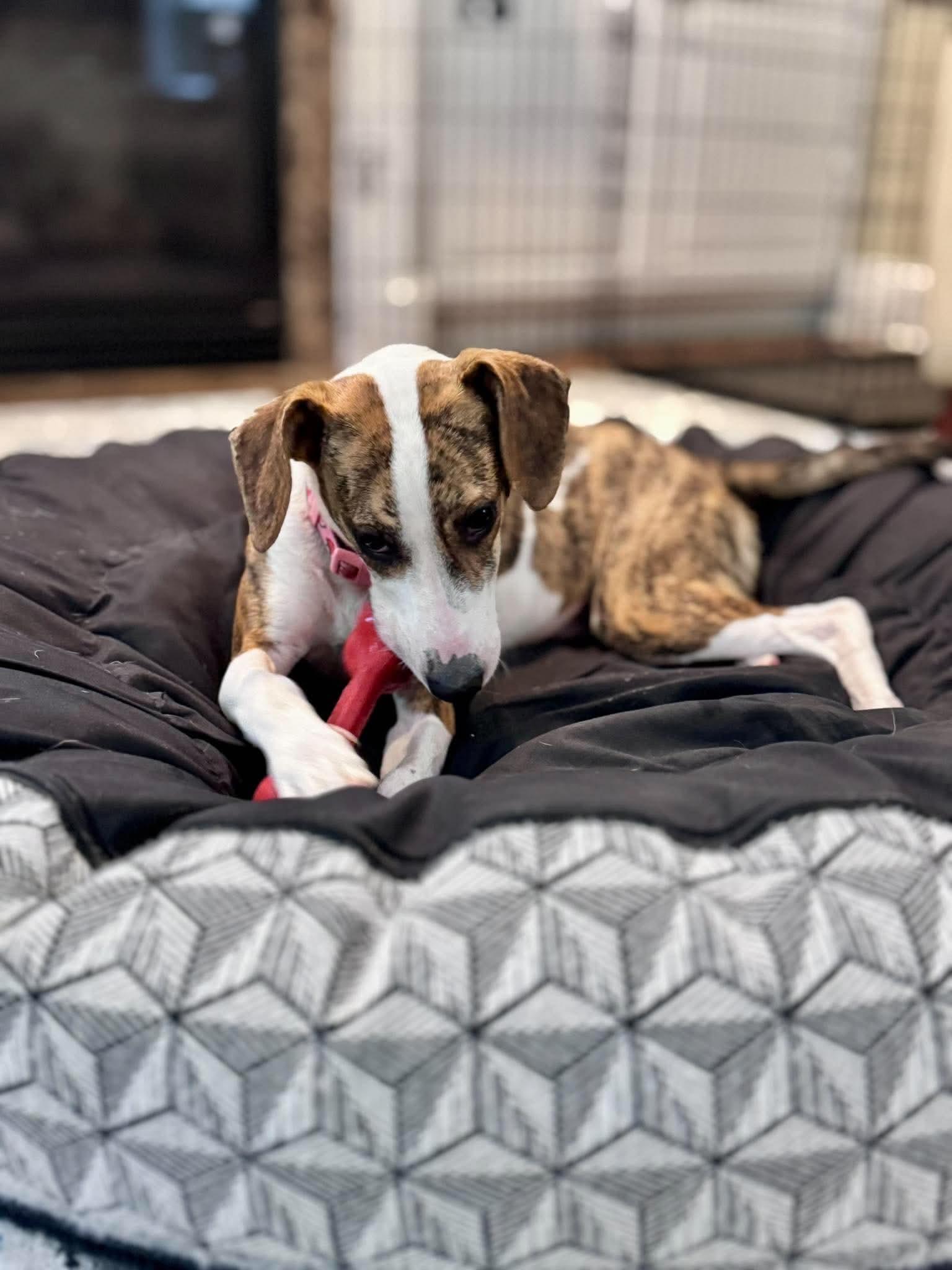 Enlarge Betsy, a Adoptable mixed breed in Wando, SC image 5/5