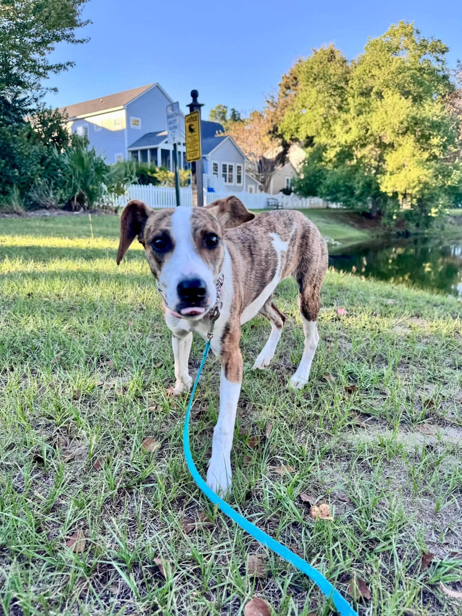 Betsy, Adoptable, Puppy Female Mixed Breed.