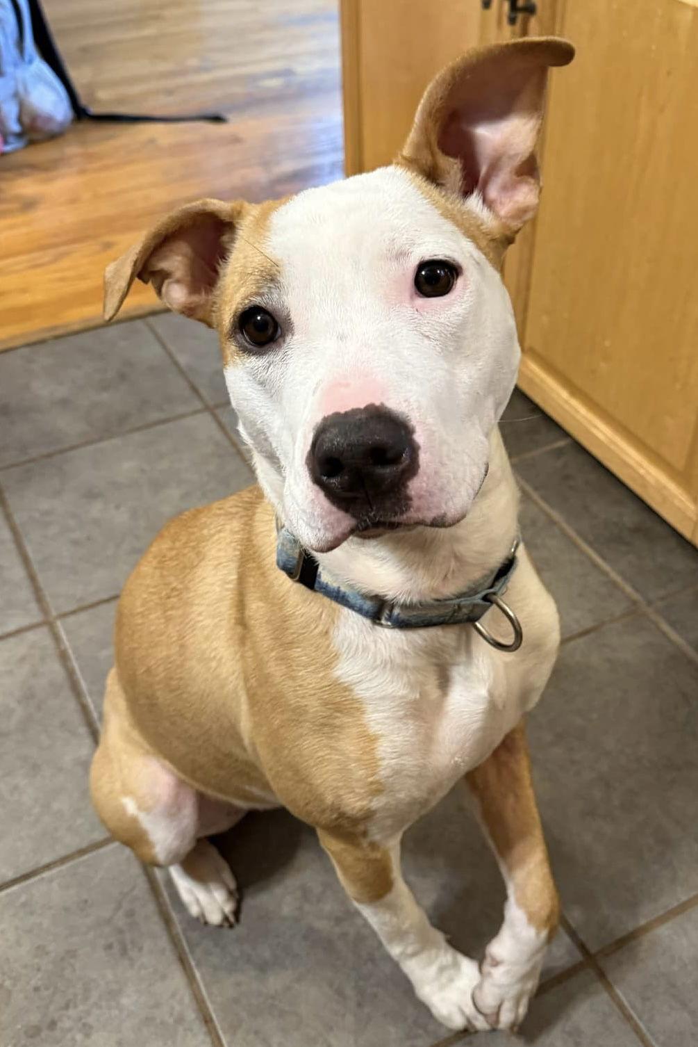 Sachse, Adoptable, Young Female Pit Bull Terrier.