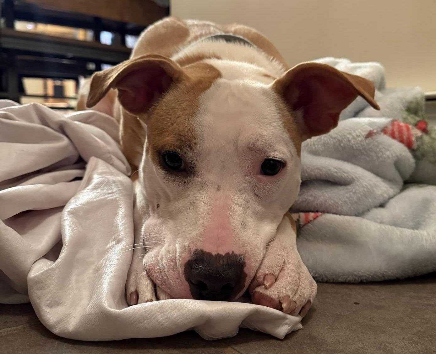 Enlarge Sachse, a Adoptable Pit Bull Terrier in Hillsboro, NH image 2/3