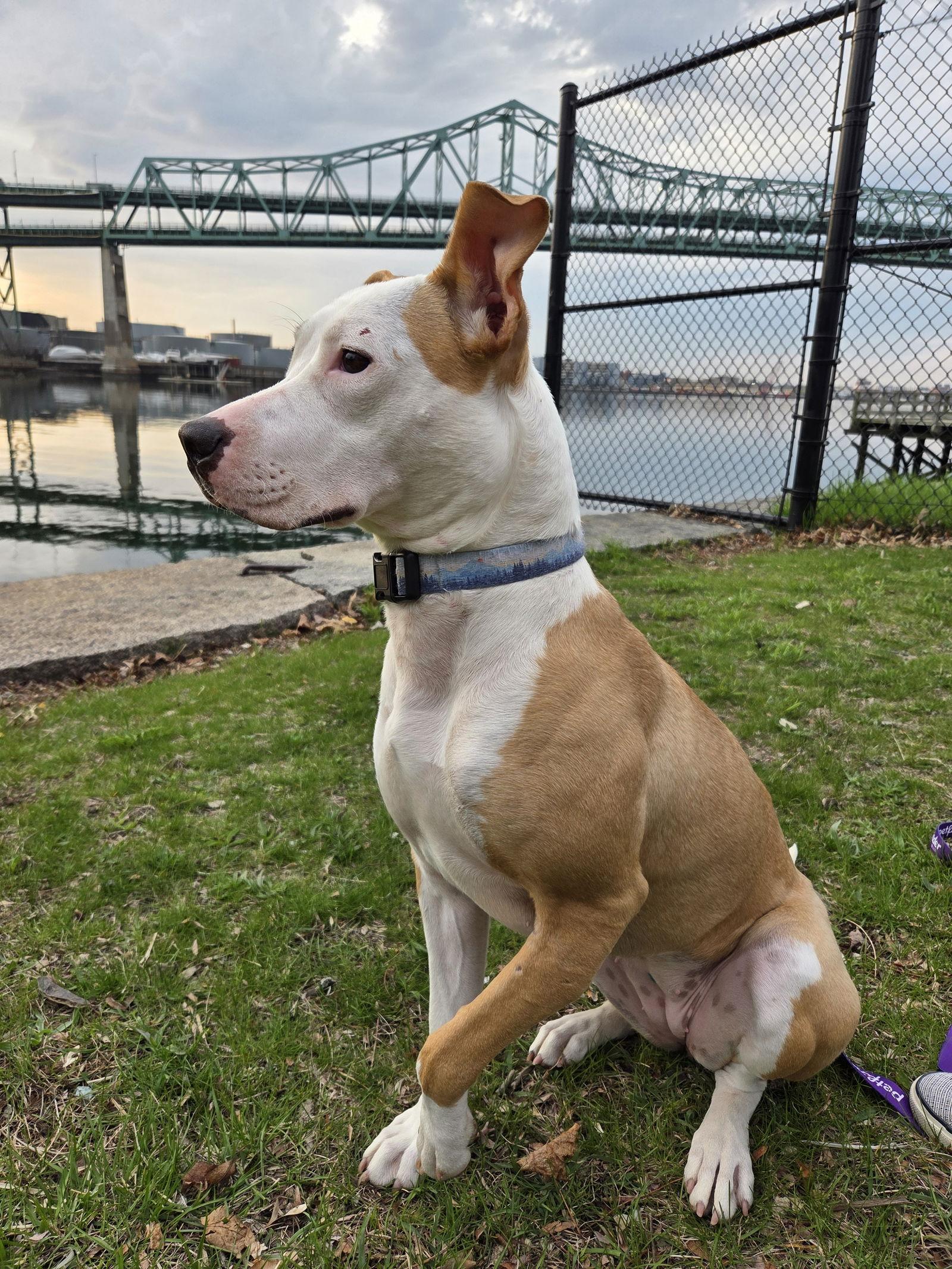 Sachse, Adoptable, Young Female Pit Bull Terrier.