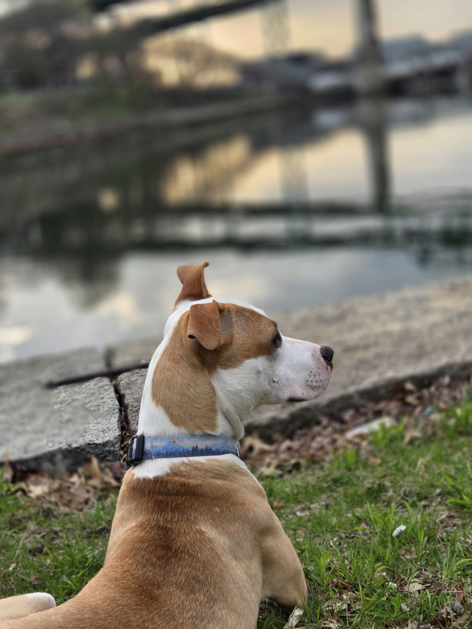 Enlarge Sachse, a Adoptable Pit Bull Terrier in Hillsboro, NH image 2/3