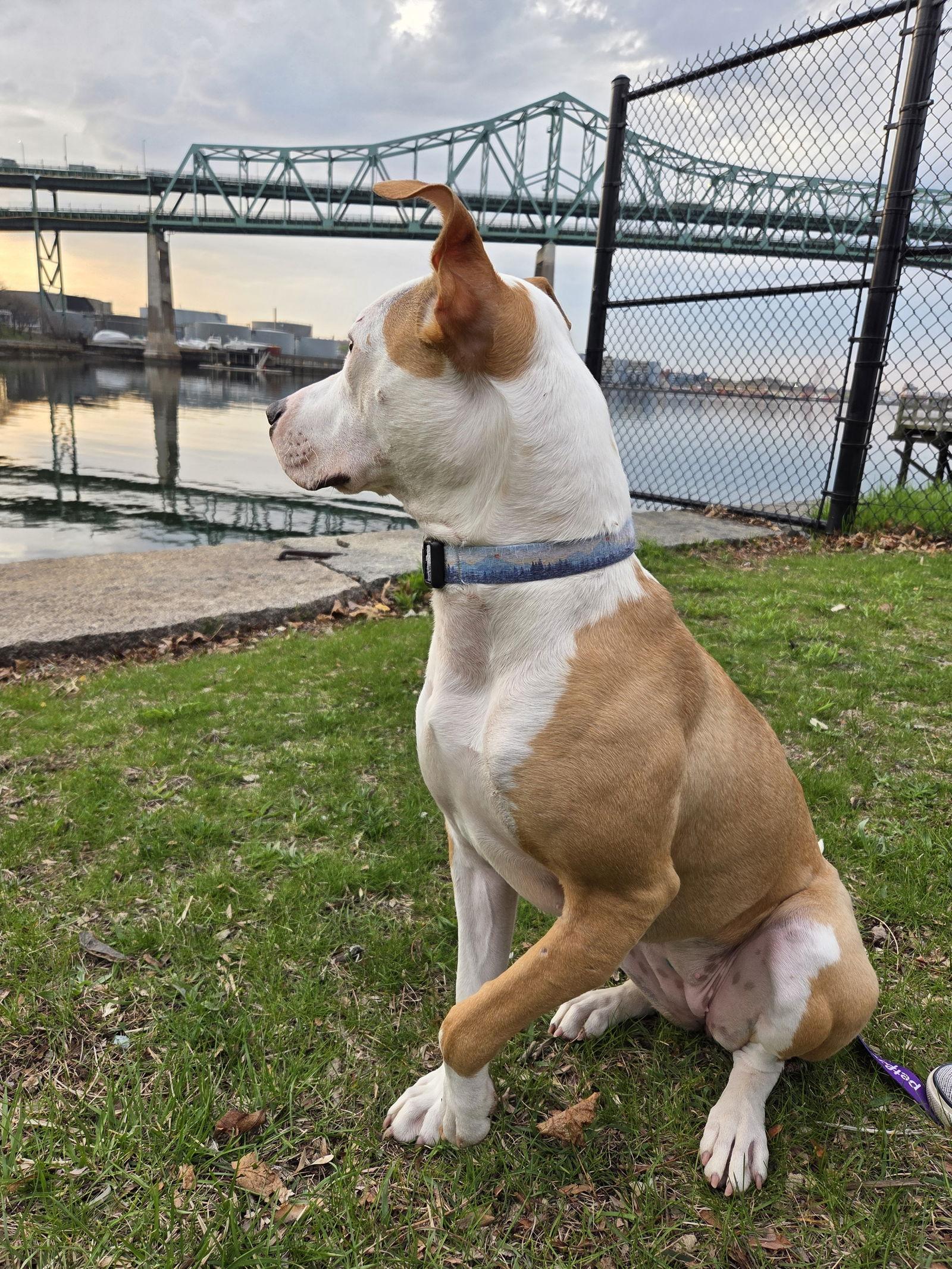 Enlarge Sachse, a Adoptable Pit Bull Terrier in Hillsboro, NH image 3/3