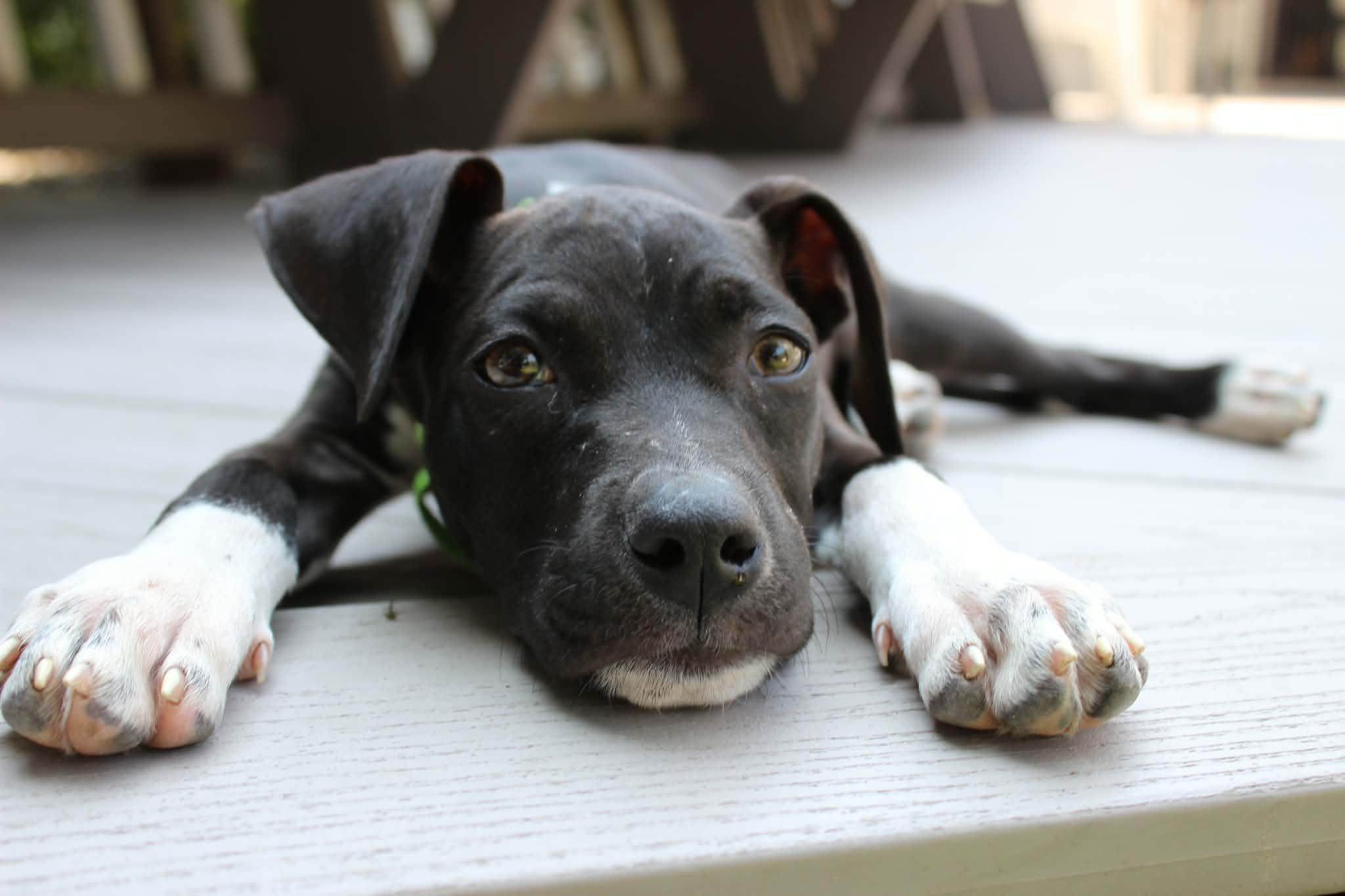 Enlarge Ellie, a ADOPTABLE mixed breed in Athens, NY image 3/4