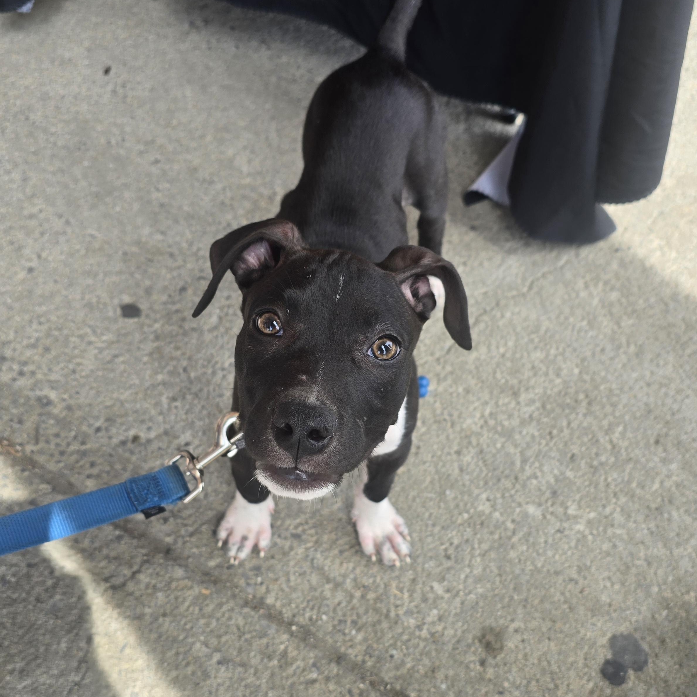 Enlarge Ellie, a ADOPTABLE mixed breed in Athens, NY image 4/4