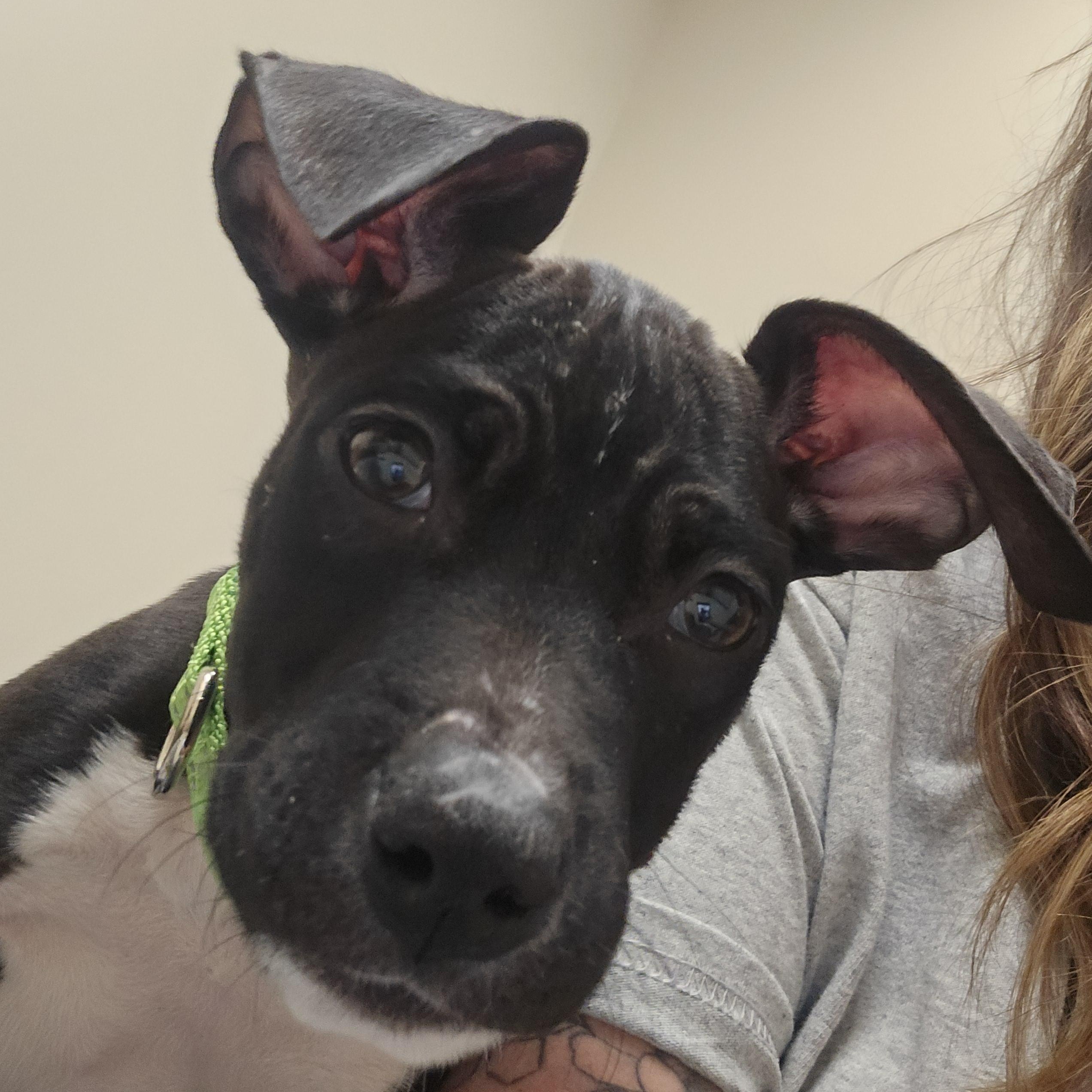 Enlarge Ellie, a ADOPTABLE mixed breed in Athens, NY image 2/4