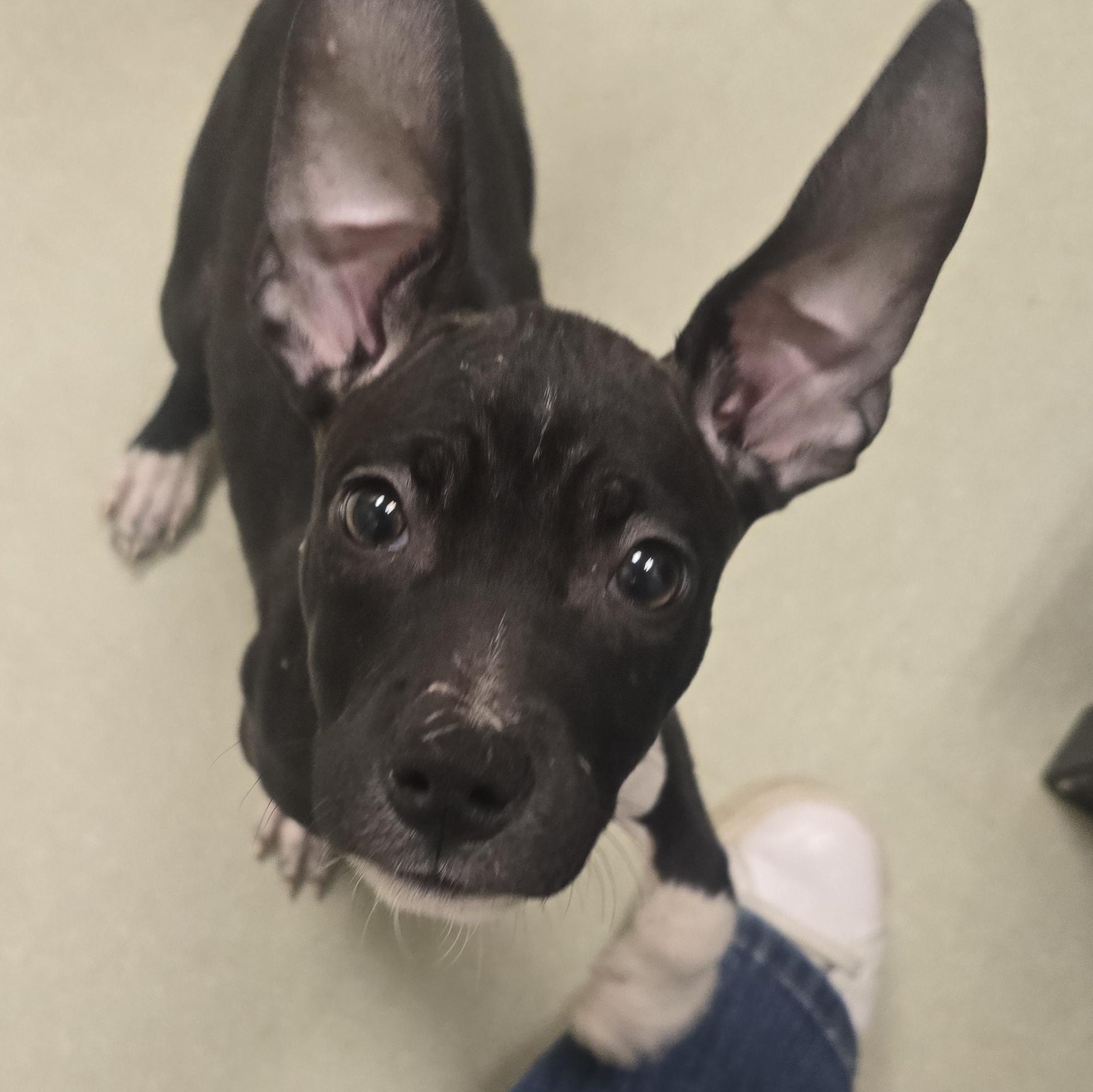 Ellie, ADOPTABLE, Puppy Female Pit Bull Terrier.