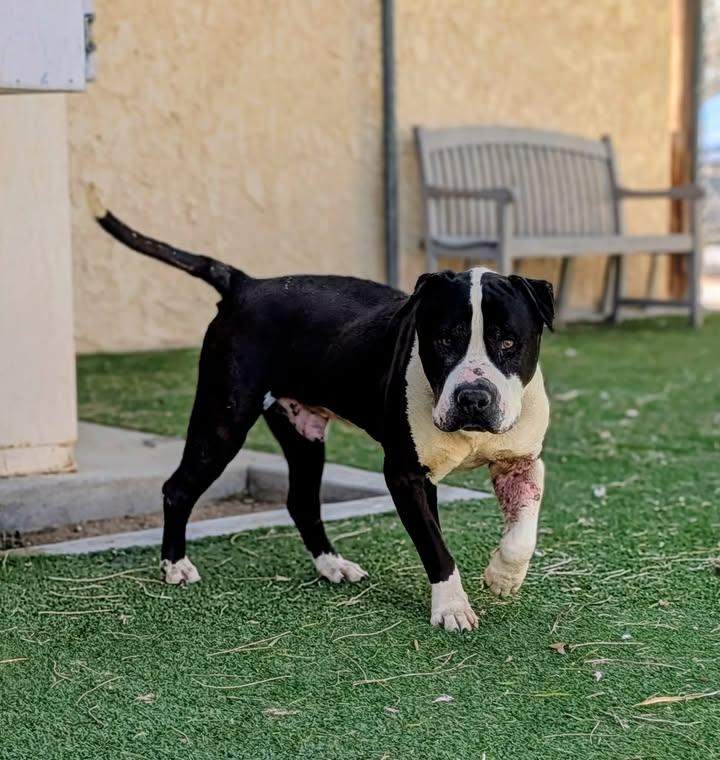 Enlarge KC26-59, a ADOPTABLE Pit Bull Terrier in Ridgecrest, CA image 1/1