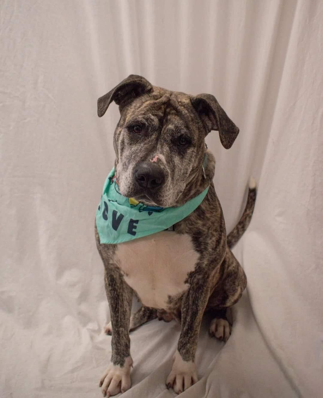 Berta, a Adoptable mixed breed in Lively, ON image 2/4